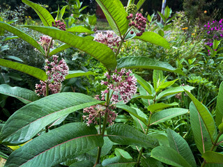 Syrian cotton wool (Aesculapian grass, Milky grass, Swallow grass). Lat. Asclepias syriaca.