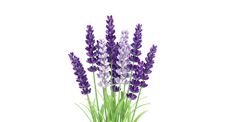 Lavender flowers illustration
