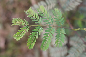 Touch-Me-Not Plant (Mimosa Pudica) 🌿  Sensitive Plant Leaves Folding  Nature Macro Video
