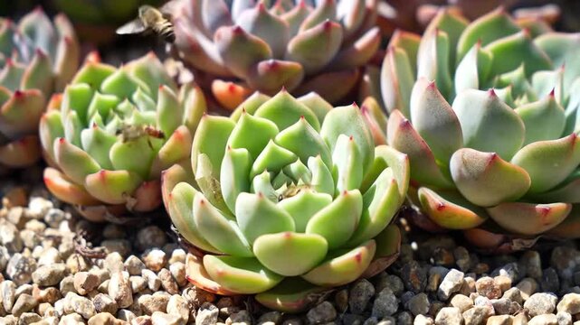 Succulent Plants Growing in Gravel Soil.
