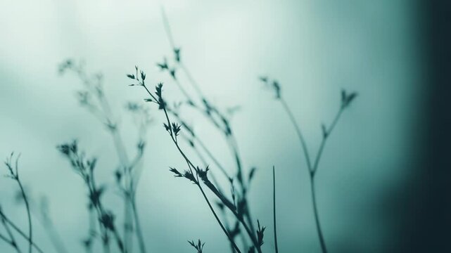 Delicate plant stem with many tiny buds rising against a soft teal bokeh background, minimalist and serene, evoking gentle growth, fragility and quiet natural beauty