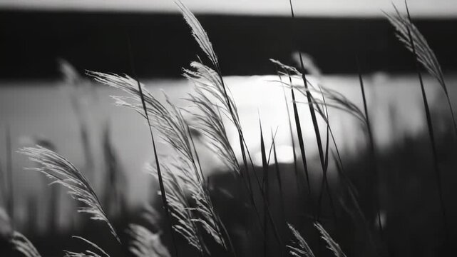 Wild grass plumes are blowing gently, bathed in strong backlighting and rendered in a monochrome palette, creating a serene and textural natural scene