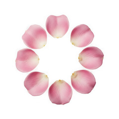 Delicate pink rose petals arranged in a circle isolated on white background