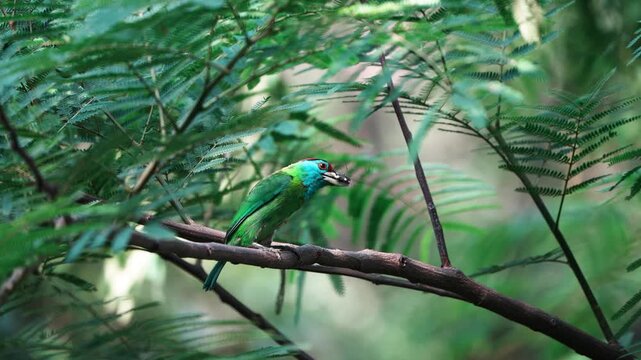 Blue-throated Barbet (Psilopogon asiaticus) with a food close-up in its habitat
