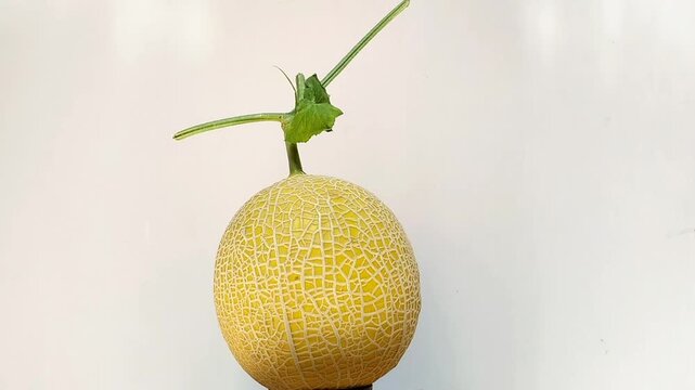 closeup of yellow intanon melon rotating on white background