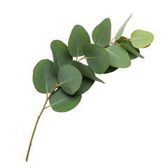 Fresh eucalyptus branch with green leaves isolated on white background