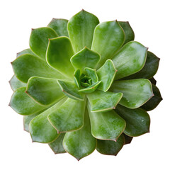 Obraz premium Green succulent plant with symmetrical rosette shape isolated