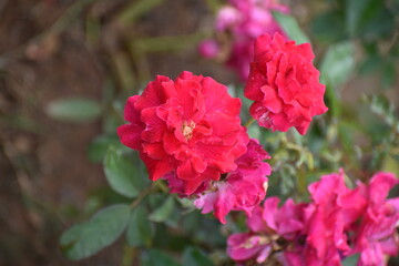 Fototapeta premium A vibrant cluster of deep red miniature roses (Rosa chinensis) blooming on a slender green stem, set against a soft, natural bokeh background in bright daylight.