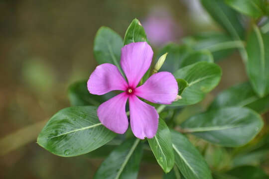 A vibrant pink Madagascar Periwinkle (Catharanthus roseus) in full bloom. The five-petaled flower is captured against its own lush, waxy green foliage in a natural garden setting.