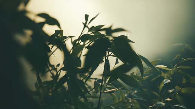Green leaves from a bamboo like plant are catching the soft, diffused backlight, creating a peaceful and serene natural backdrop with a tranquil, atmospheric mood