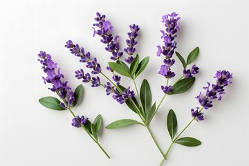 Purple Lavender Sprigs Delicately Arranged on a Pristine White Surface &mdash; Botanical Still Life lavender flowers on white background