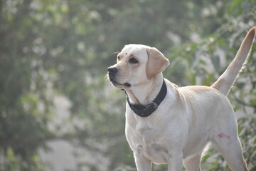 Meet this stunning Yellow Labrador, standing tall with a noble gaze. From the sweet bindi on its forehead to its wagging tail, this pup radiates pure loyalty and charm against a lush, soft backdrop