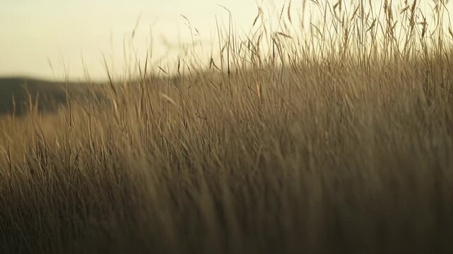 Dry golden grass creating a natural, peaceful texture and tranquil atmosphere, with a soft, blurred background emphasizing the serene beauty of the natural environment at sunset or sunrise