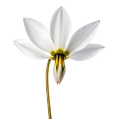 Obraz premium White Shooting Star (Dodecatheon Dentatum) Displayed On A Clean White Solid Background, Highlighting Its Elegant Recurved Petals, Golden Center, And Graceful Spring Wildflower Beauty In Soft Light