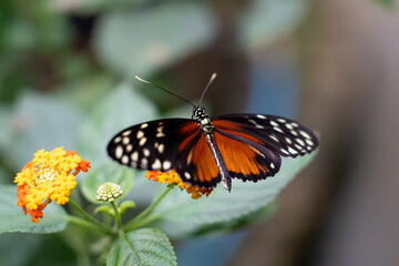 Naklejka premium A butterfly perched on colorful flowers.