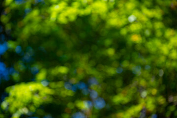 Obraz premium Green nature background with greenery. Green background forest blur. Green nature background calm bokeh. Green background natural freshness.