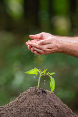 Eco planting scene with fresh sprout. Hands supporting new life in soil. Plant care during early...