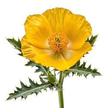 Vibrant Horned Poppy (Glaucium Flavum) Captured On A Clean White Solid Background, Showcasing Its Bright Golden‑Yellow Petals, Distinct Capsule Shape, And Coastal Wildflower Beauty In Sharp Detail