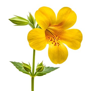 Bright Golden Monkeyflower (Mimulus Guttatus) Displayed On A Clean White Solid Background, Showcasing Its Radiant Yellow Blossoms, Lush Green Stems, And Natural Mountain Wildflower Charm