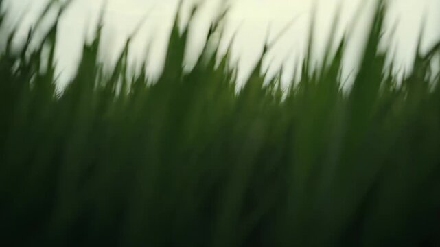 Green grass field fading into thick morning fog, distant trees just visible on the horizon for a serene, ethereal rural landscape with soft, tranquil mood