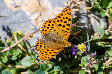 Colorful butterfly rests on vibrant flowers in a sunny garden setting