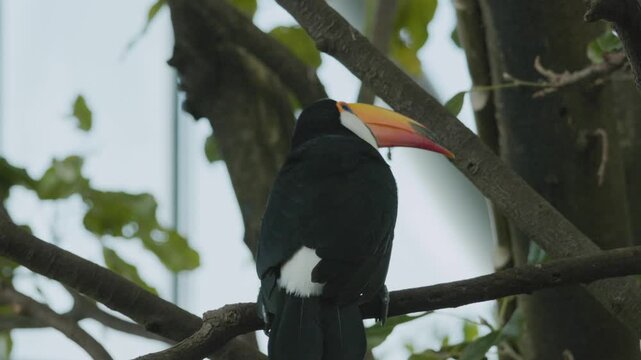 Ramphastos toco on the tree