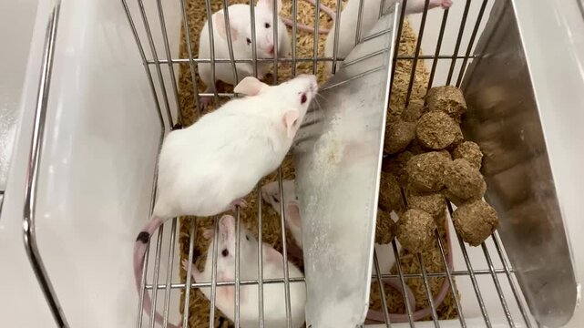 white laboratory mice in a research cage with wood shavings and food pellets