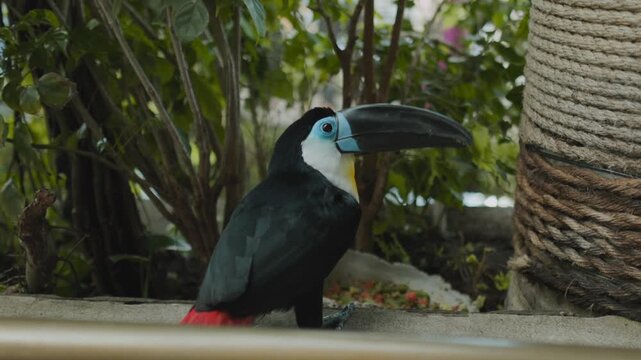 Ramphastos tucanus near the tree