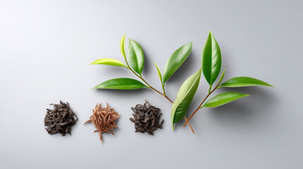 Tea leaves arranged in gradient pattern show beauty of nature