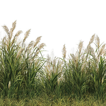 Fresh green grass patch isolated on white background