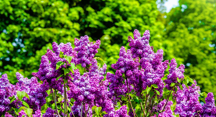 Obraz premium Pink lilac blooms in the Botanical garden