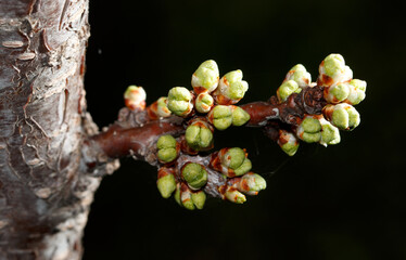 A branch with green buds on it