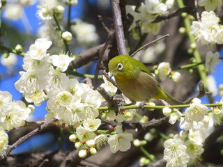 白梅とメジロ