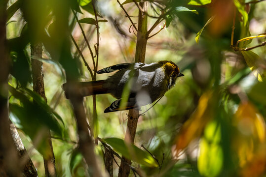 A close-up of a chestnut-tailed minla in the wild on a sunny day in Thailand