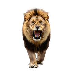 Fierce lion with open mouth and bared teeth walking forward on a white background with a geometric pattern Keywords: lion, big cat, predator, king of the jungle, animal