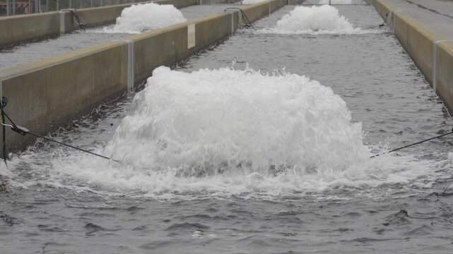 Aerators circulate water at a fish hatchery with fish jumping 
