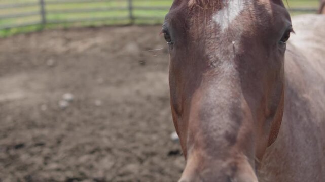 A brown horse approaches a fence to be petted by a person
