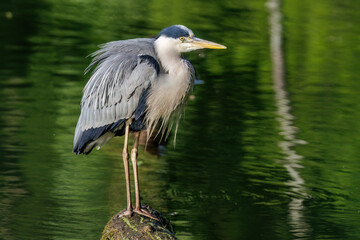 Fototapeta premium Graureiher (Ardea cinerea)