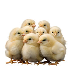 Group of Fluffy Yellow Chicks Huddled Together on Transparent Background baby chickens birds