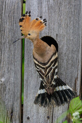 Wiedehopf (Upupa epops) © Rolf Müller