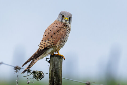 Turmfalke (Falco tinnunculus) M&auml;nnchen