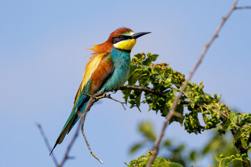 Obraz premium Bienenfresser (Merops apiaster)