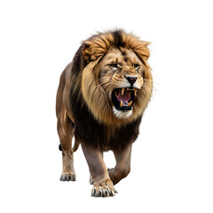 Roaring Lion with Open Mouth and Bared Teeth on a White Background angry aggressive