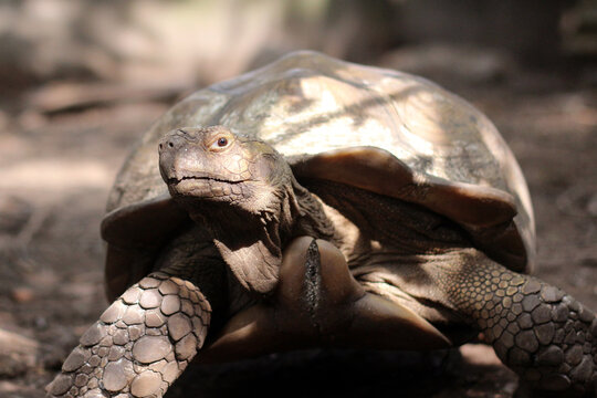 Sucata tortoise eating leaf on ground,African Sulcata Tortoise Natural Habitat,Sucata tortoise eating leaf on ground,African Sulcata Tortoise Natural Habitat,Africa spurred tortoise sunbathe
