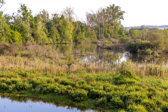 Landschaft im Naturrschutzgebiet Petite Camargue, Frankreich