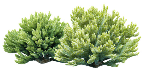 Two vibrant green evergreen shrubs, closely placed with intricate textured foliage, against a black backdrop