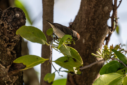 A close-up of a red-cheeked bulbul in the wild on a sunny day in Thailand