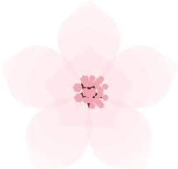 Fototapeta premium Cherry Blossom, Simple Soft Spring Flower Illustration