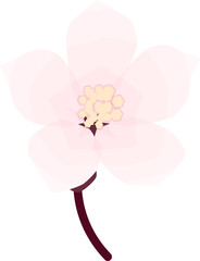 Fototapeta premium Cherry Blossom, Simple Soft Spring Flower Illustration