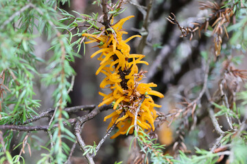 Fototapeta premium Juniper branch infected by fungus called tongues of fire, Gymnosporangium clavariiforme.